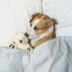 Gute-Nacht-Gruß: Hund schläft im Bett