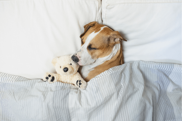 Gute-Nacht-Gruß: Hund schläft im Bett