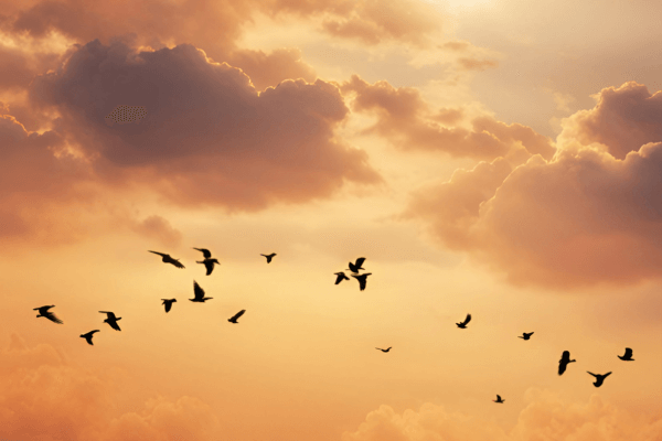 trauersprueche-whatsapp-voegel Vögel und ein Sonnenuntergang als Symbolbild für Trauer